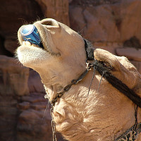 Buy canvas prints of Have a Drink on Me. Camel helps himself to a soft  by Michael Harper