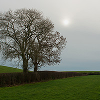 Buy canvas prints of Ash trees in Winter silhouette against a moody sky by Michael Harper