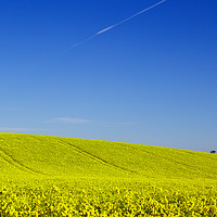 Buy canvas prints of A Field of Rapeseed in Springtime by Michael Harper