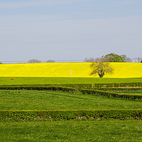Buy canvas prints of A Field of Rapeseed in Springtime by Michael Harper