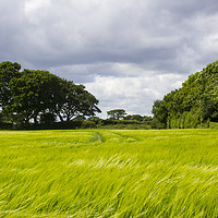 Buy canvas prints of A field of ripening barley in rural England by Michael Harper