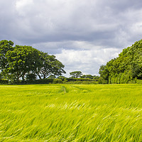 Buy canvas prints of A field of barley in rural England by Michael Harper