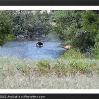 Buy canvas prints of Elk in the River by Larry Stolle