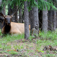 Buy canvas prints of Yellowstone Park Cow Elk by Larry Stolle