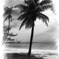 Buy canvas prints of Palms Tree by Larry Stolle