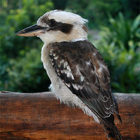 Buy canvas prints of kookaburra rests after fishing by Sean Foreman