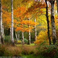 Buy canvas prints of Silver birch autumn by Sean Foreman
