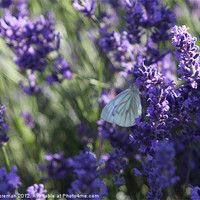 Buy canvas prints of Butterfly on Lavender by Sean Foreman
