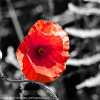 Buy canvas prints of Poppy on Black and White by Sean Foreman