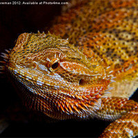 Buy canvas prints of Bearded Dragon by Sean Foreman