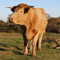 Buy canvas prints of Serene Bovine Grazing in New Forest by Sean Foreman