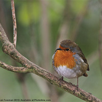 Buy canvas prints of Robin Redbreast by Sean Foreman