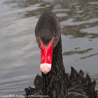 Buy canvas prints of Black Swan by Sean Foreman