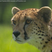 Buy canvas prints of Cheetah by Sean Foreman