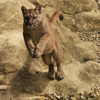 Buy canvas prints of Leap of the Puma by Sean Foreman