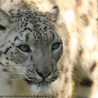 Buy canvas prints of Enchanting Snow Leopard by Sean Foreman