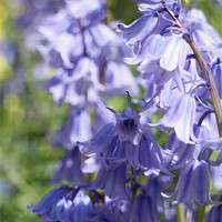Buy canvas prints of Enchanting Bluebells by Sean Foreman