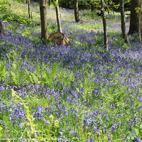 Buy canvas prints of Enchanting Bluebell Woodland by Sean Foreman