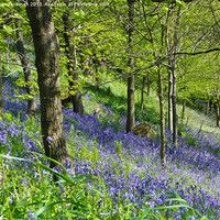 Buy canvas prints of Bluebell Woods by Sean Foreman