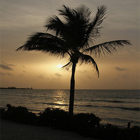 Buy canvas prints of Coconut Palm at Sunrise by Sean Foreman