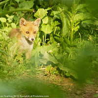 Buy canvas prints of Fox Cub by Sean Foreman