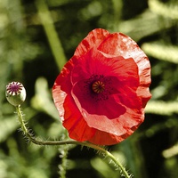 Buy canvas prints of Red Poppy by Sean Foreman