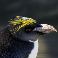 Buy canvas prints of Macaroni Penguin by Sean Foreman