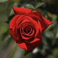 Buy canvas prints of  Red Rose by Sean Foreman