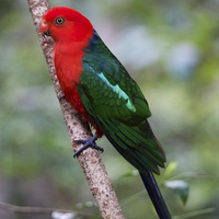 Buy canvas prints of  King Parrot by Sean Foreman