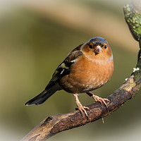 Buy canvas prints of Regal Chaffinch by Sean Foreman