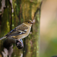 Buy canvas prints of Delicate Female Chaffinch by Sean Foreman