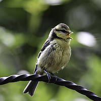 Buy canvas prints of Baby Blue Tit by Sean Foreman