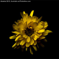 Buy canvas prints of Chrysanthemum by Praveen Marshal