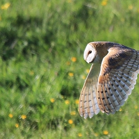 Buy canvas prints of  Barn Owl by Karen Roscoe