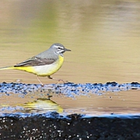 Buy canvas prints of  Grey Wagtail by Karen Roscoe