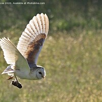 Buy canvas prints of A Barn Owl flying over a field by Karen Roscoe