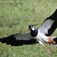 Buy canvas prints of Lapwing by Karen Roscoe
