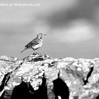 Buy canvas prints of Meadow Pipit on stone wall by Karen Roscoe