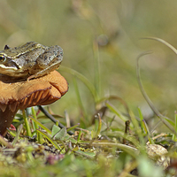 Buy canvas prints of  Fungi Frog by Eric Watson