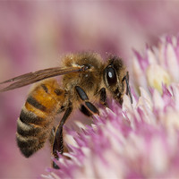 Buy canvas prints of Summer Bee by Paul Ready