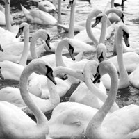 Buy canvas prints of swans by david harding
