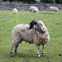 Buy canvas prints of sheep by david harding