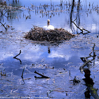 Buy canvas prints of swan in nest by david harding