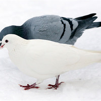 Buy canvas prints of pigeon & dove by david harding