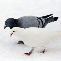 Buy canvas prints of pigeon & dove by david harding