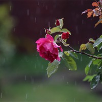 Buy canvas prints of rose in rain by david harding