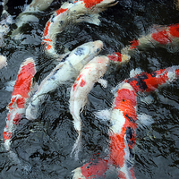 Buy canvas prints of koi carp Japan by david harding