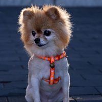 Buy canvas prints of Korea pet dog by david harding