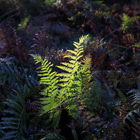 Buy canvas prints of fern by david harding