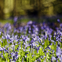 Buy canvas prints of Bluebells by david harding
